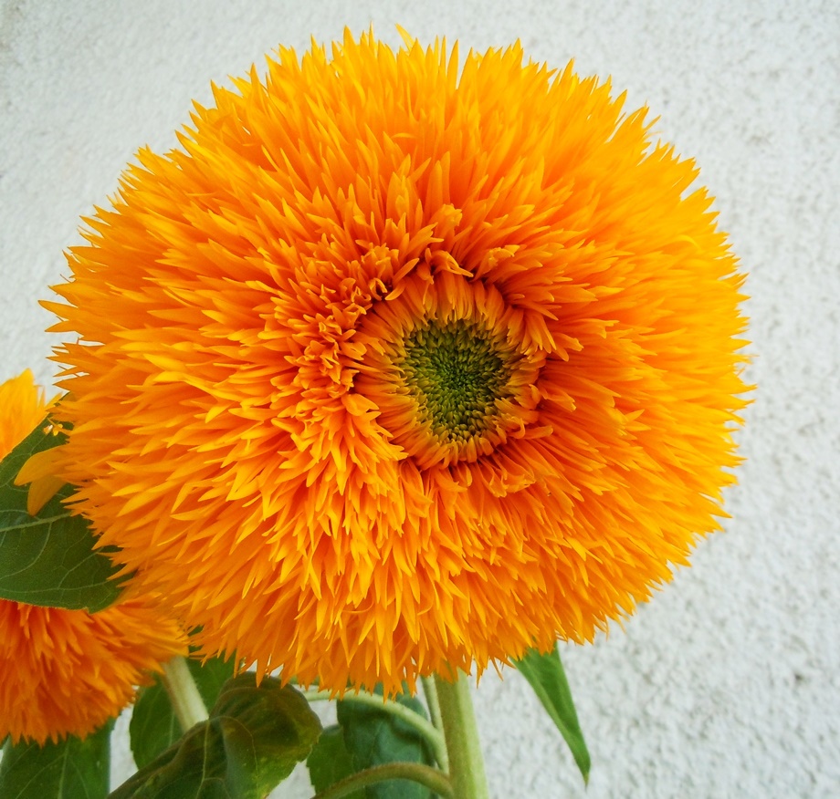 DSCN1887